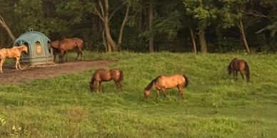 Horses grazing peacefully in a lush green field near a wooded area.