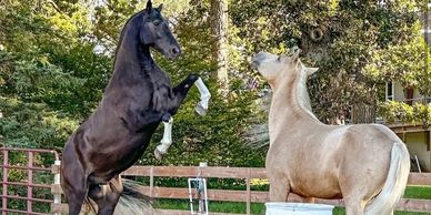 Two horses interacting in a fenced outdoor arena surrounded by trees.