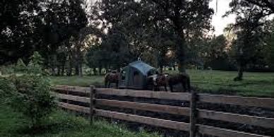 Elephants near a tent in a wooded campsite at dusk.
