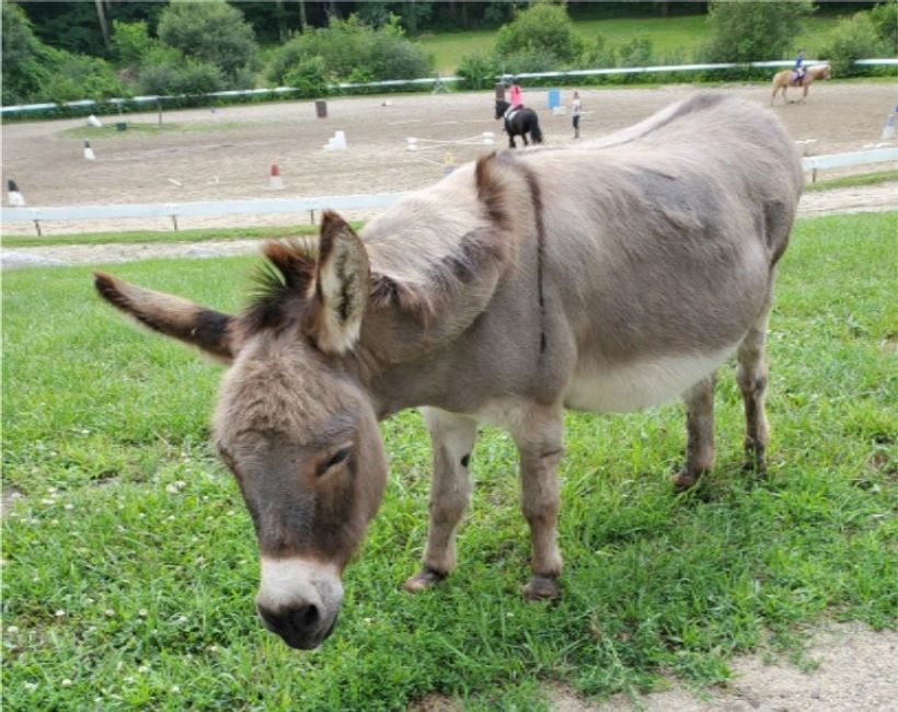 Family Farm Adventure | Ironstone Farm