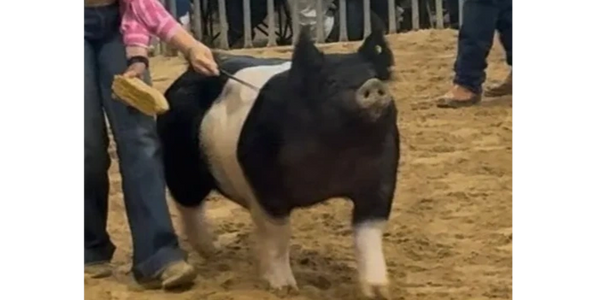 GRAND CHAMPION MARKET SWINE - EXHIBITED BY EMMI COLLINS.
LEGENDS HEIR X BUCKLE UP