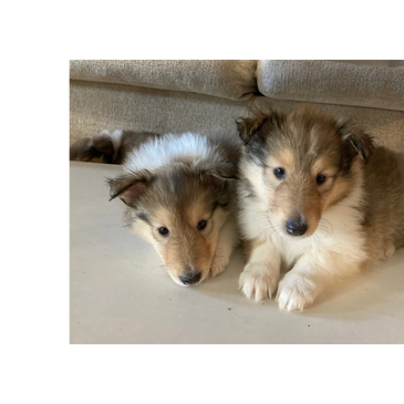 Pearl Queen Pups 破れる