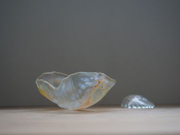 Two translucent sea shells on a wooden surface against a gray background.