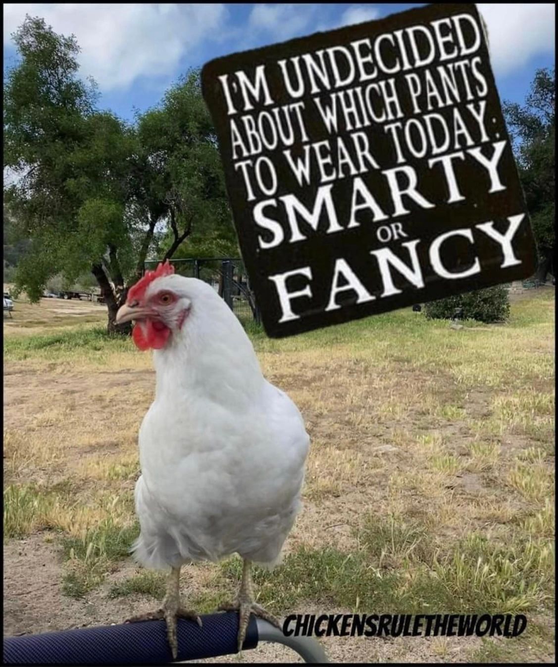 10 Chickens wearing pants ideas  chickens funny animals pet chickens