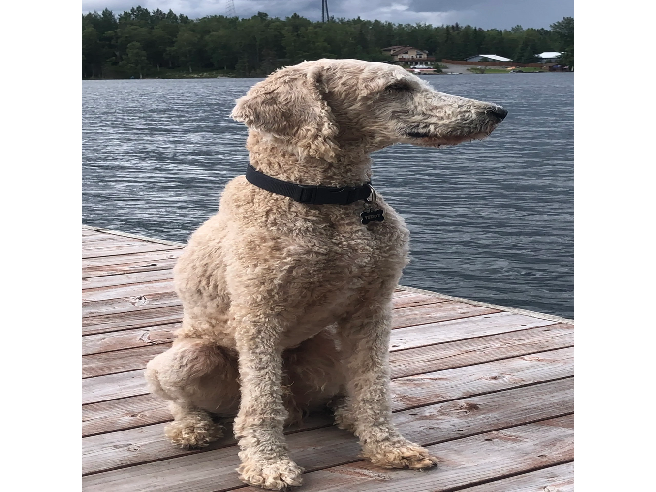 Curly-haired dog sitting on a wooden dock by the water.