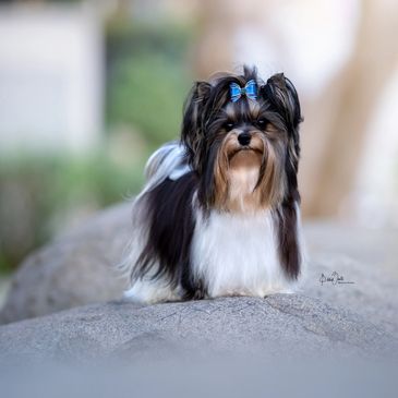 Remi, Sire, Biewer Terrier, biewer puppy, biewer love, biewer companion toy dog