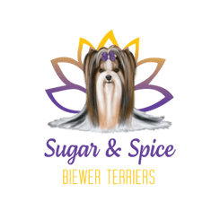 Sugar & Spice Biewer Terriers