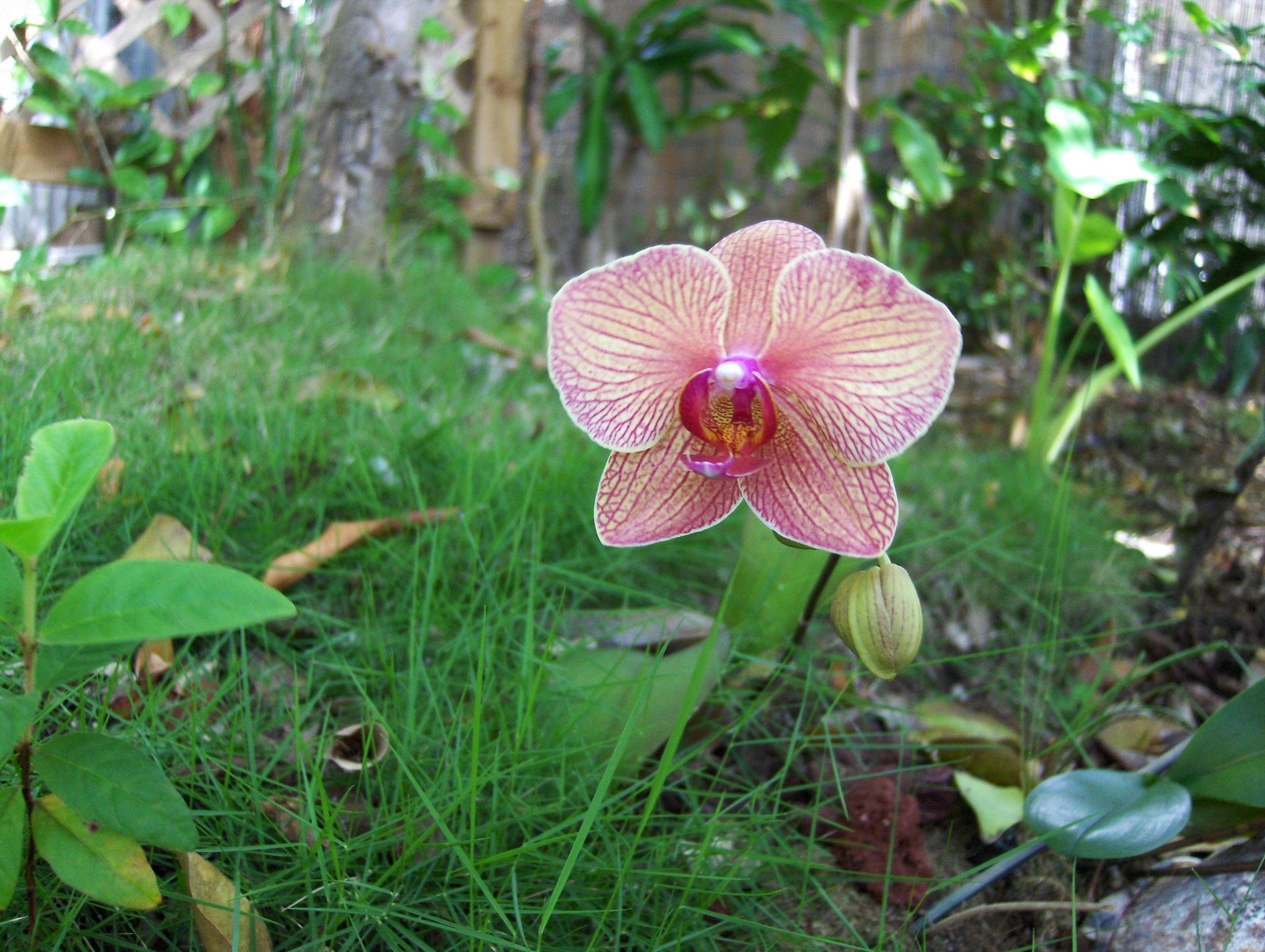 another_phalaenopsis_orchid_.jpg