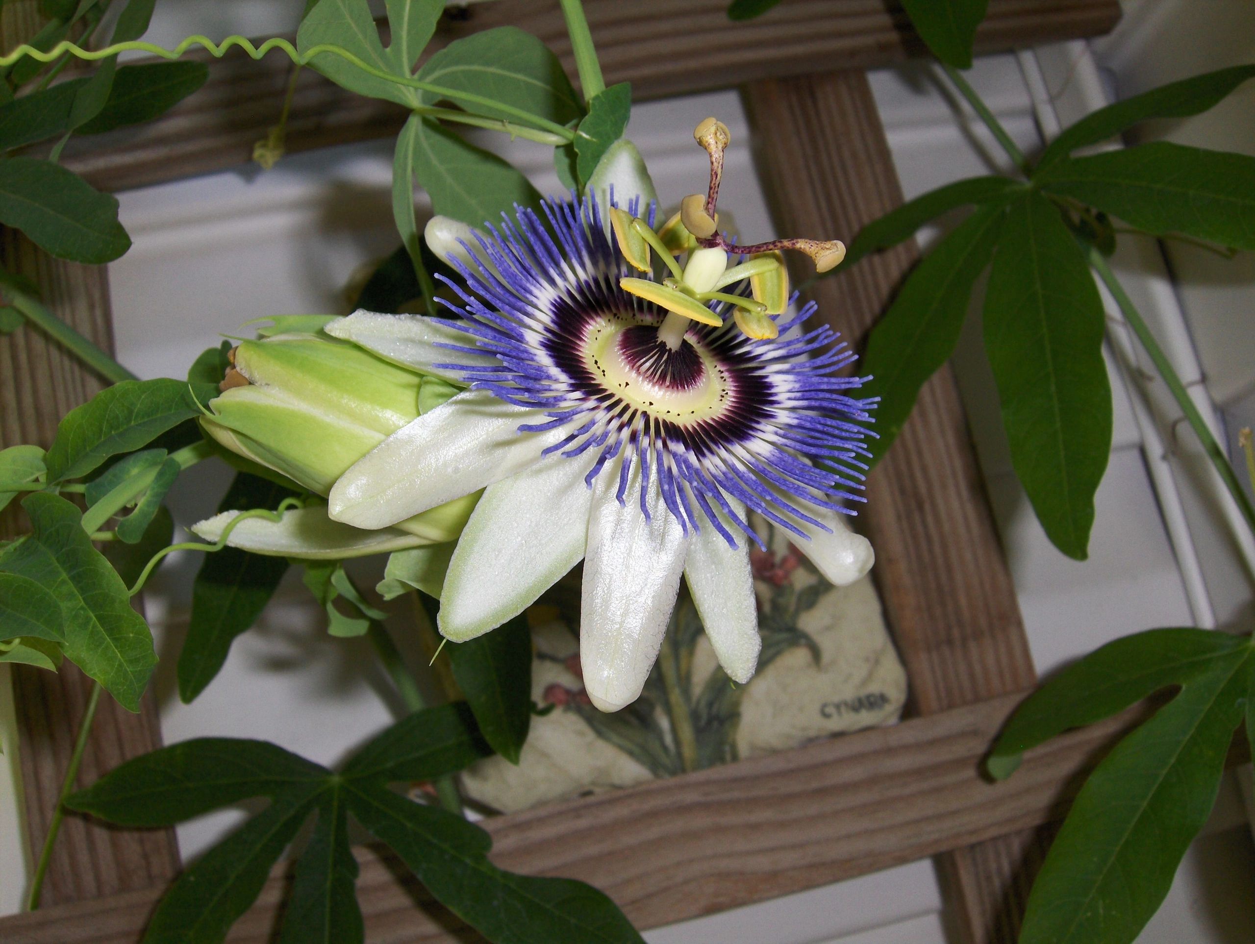 blue_passion_flower.jpg