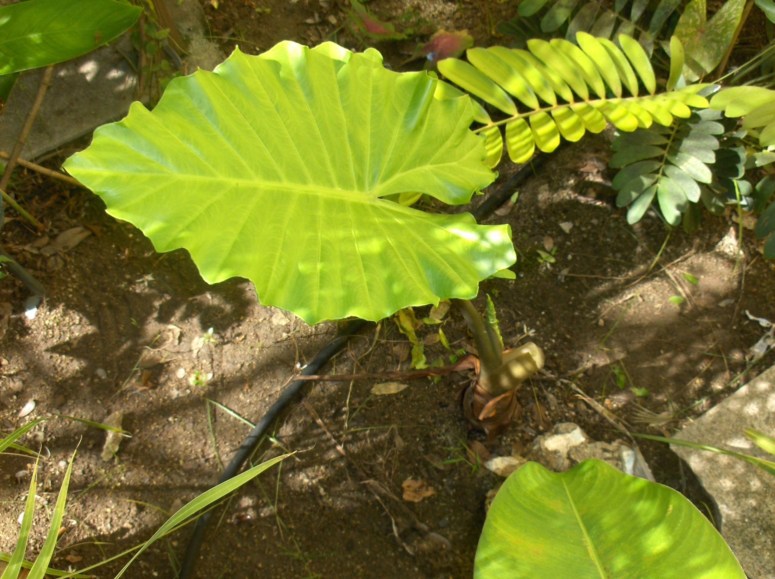 colocasia_portora.jpg