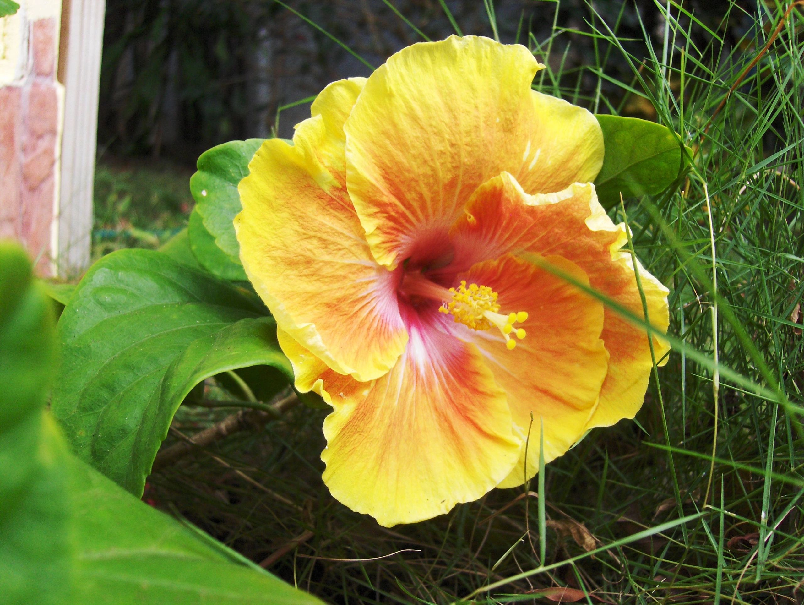 georgia_peach_hibiscus.jpg