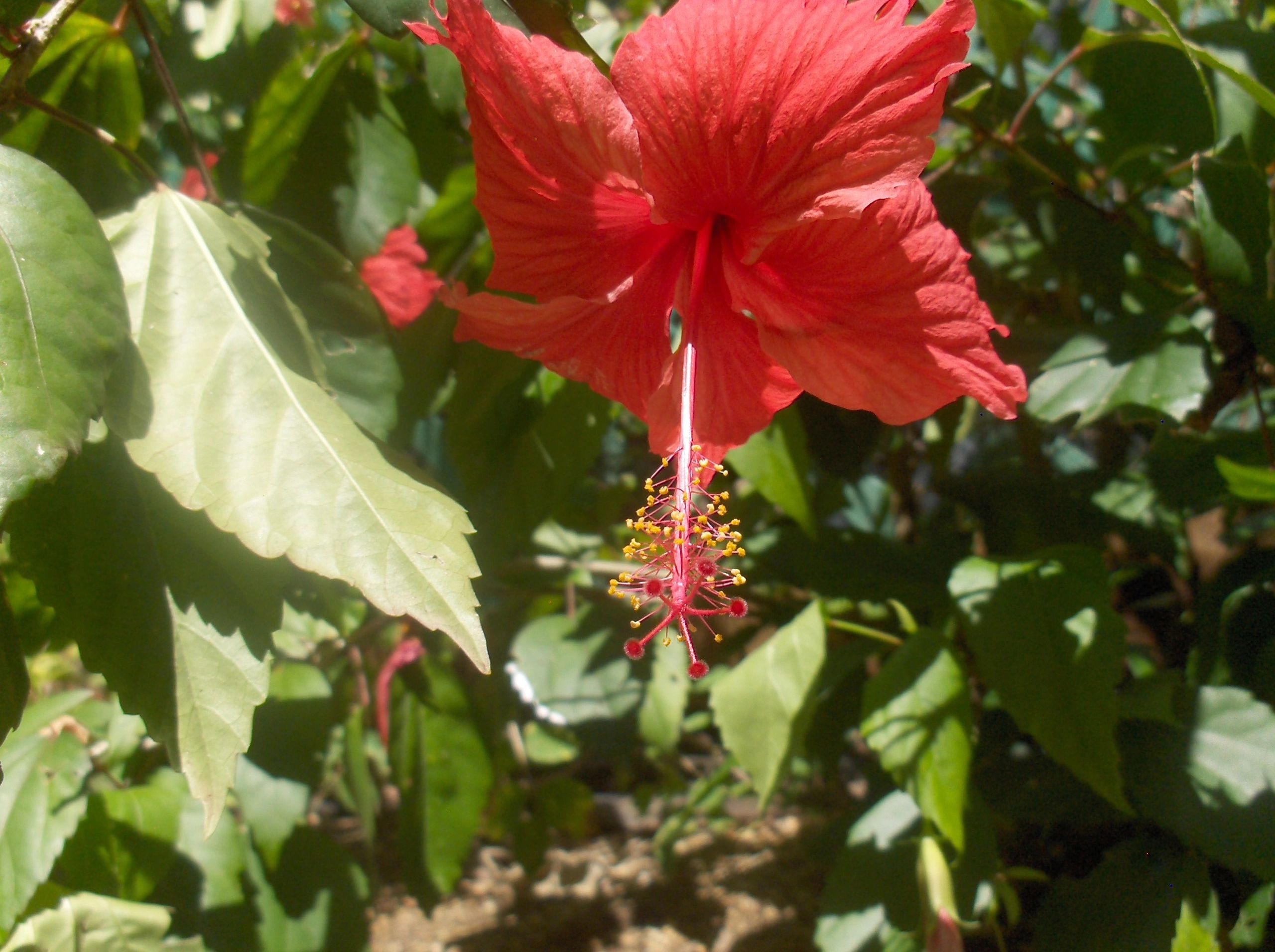 red_hibiscus.jpg