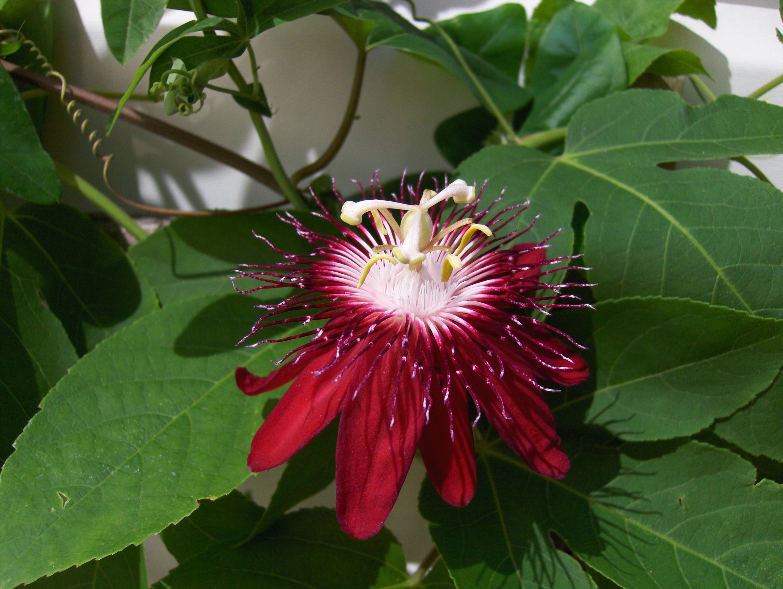 red_passion_flower.jpg