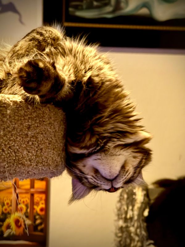 A fluffy cat sleeping upside down on a perch.