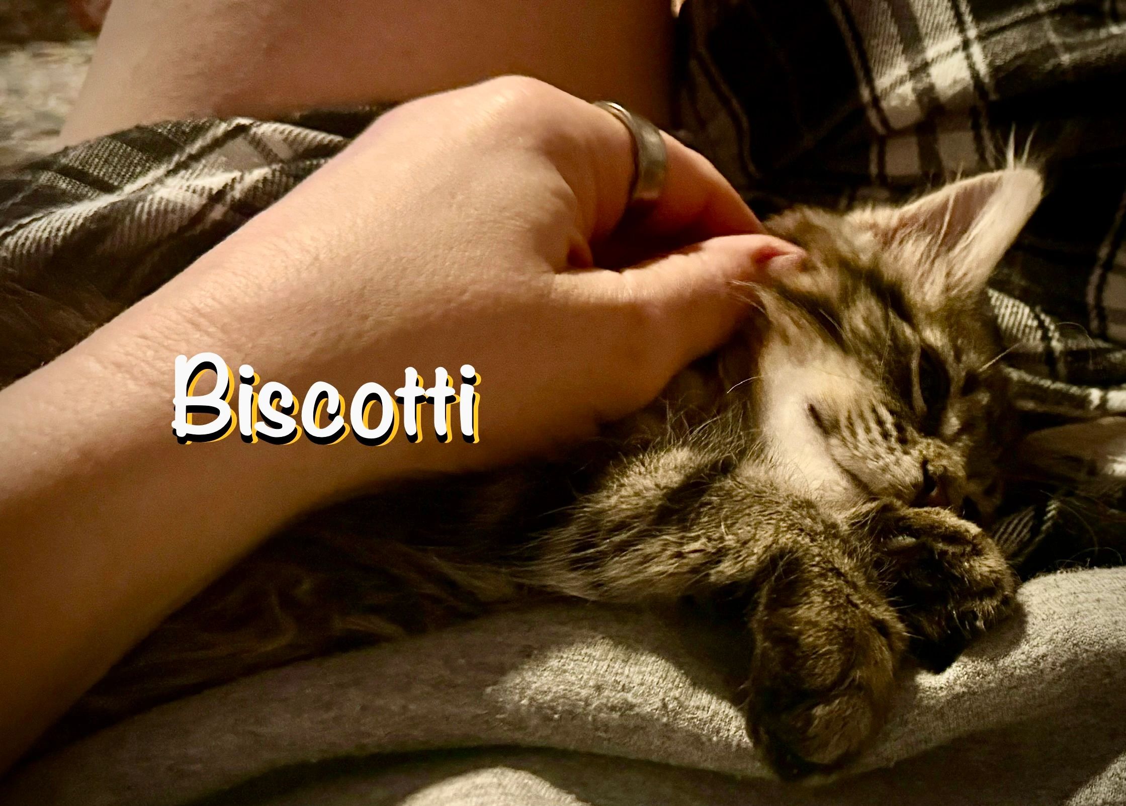 Female tabby kitten Biscotti