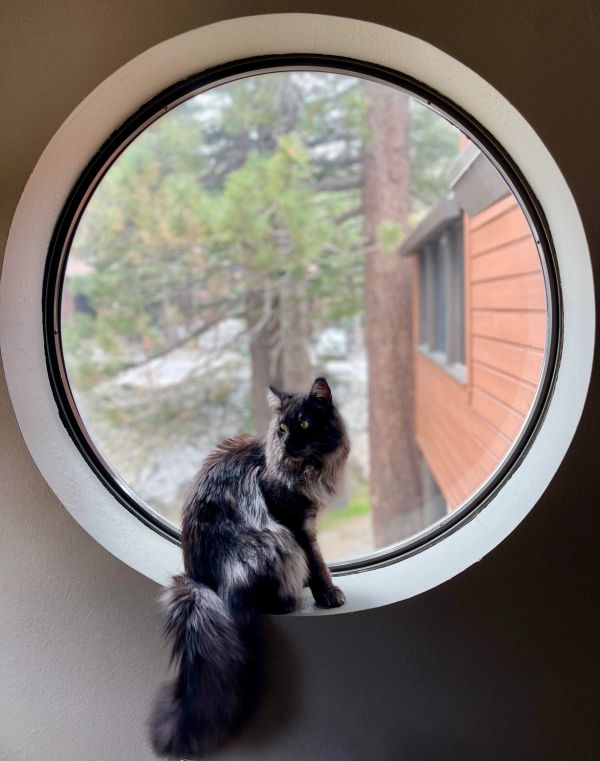A fluffy black cat sits on a round windowsill, looking outside.