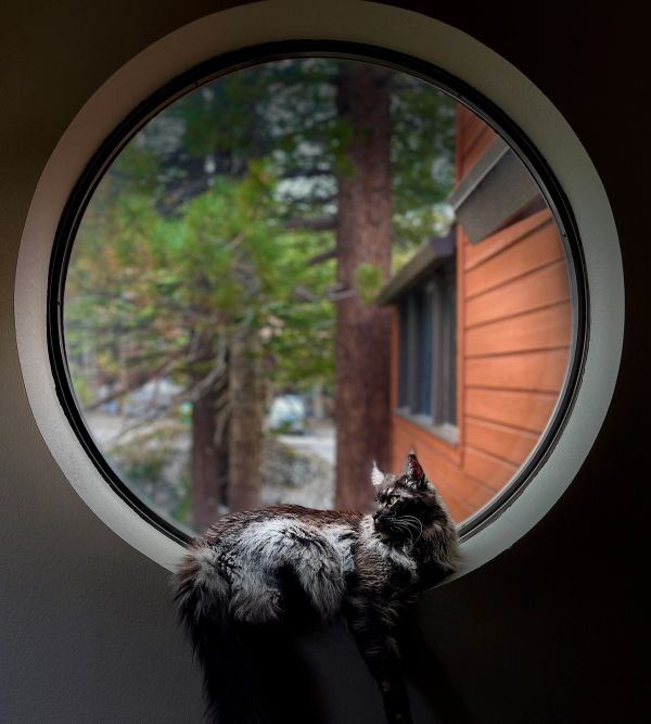A fluffy cat lounging on a round window sill with a forest view.