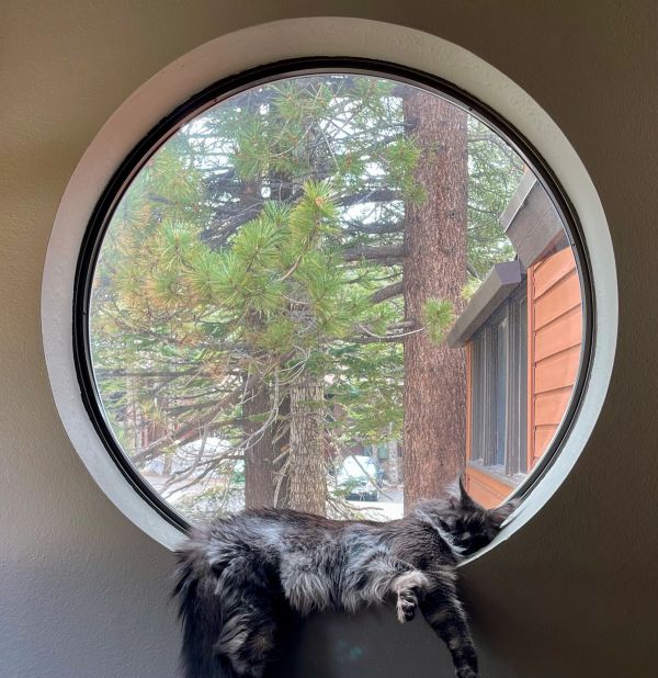 A fluffy black cat lounging on a circular window sill with trees outside.
