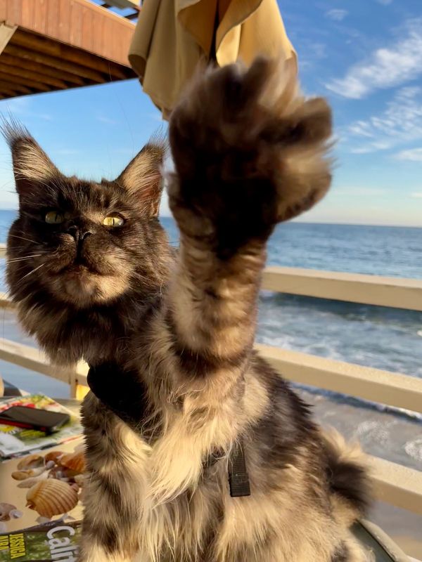 A fluffy cat reaching out its paw near the ocean under a clear sky.