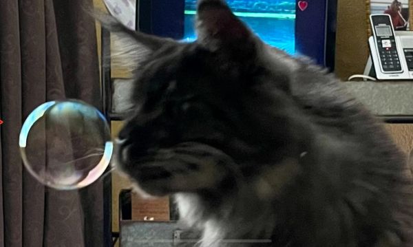 A cat curiously watching a floating soap bubble indoors.