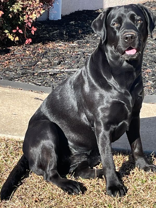 Iona Labrador AKC-Harper