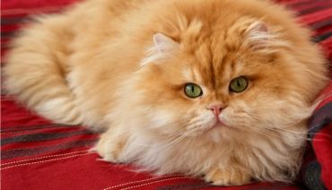 Fluffy orange cat lying on a red blanket.