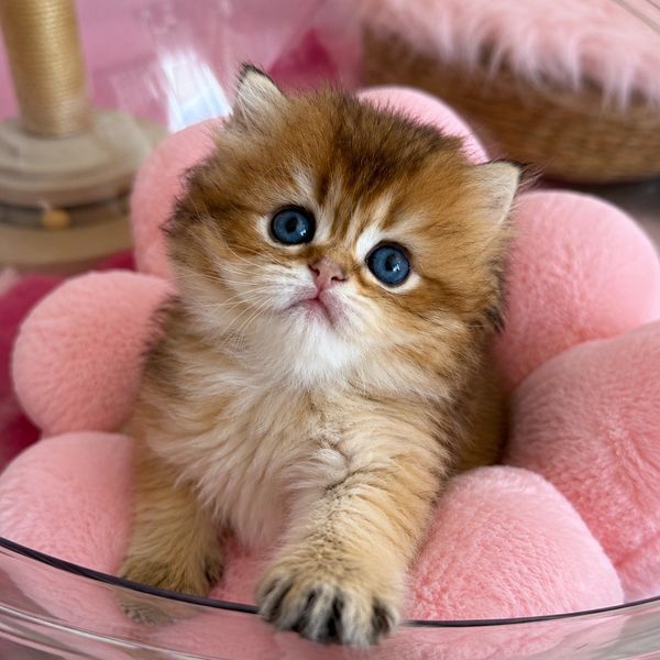 Fluffy kitten with big blue eyes in a pink cushion.