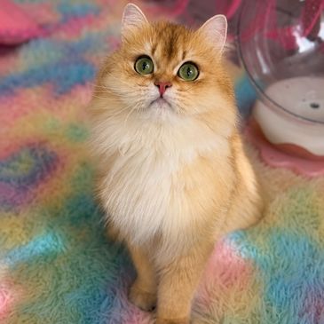 Fluffy golden cat with big green eyes on colorful blanket.