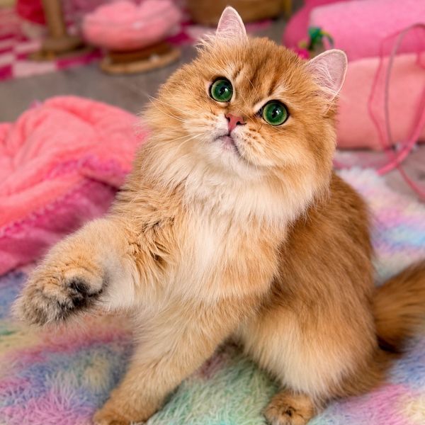 Fluffy orange cat with big green eyes reaching out.