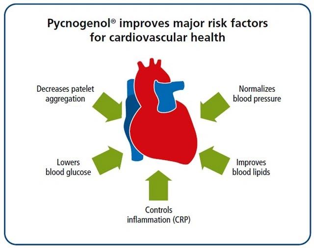Pycnogenol And Cardiovascular Disease