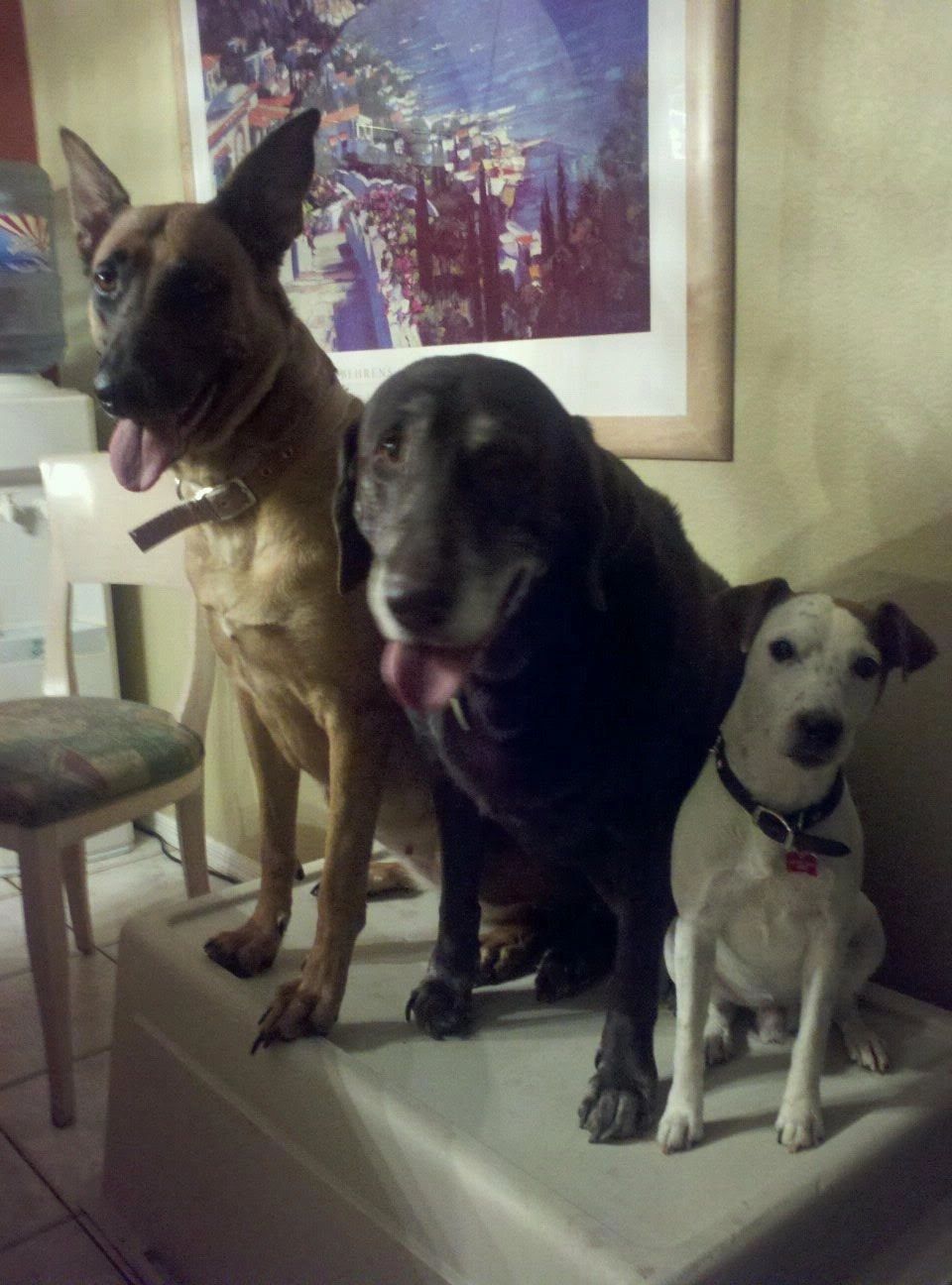 PET SITTER NORTH PHOENIX pet sitters near me