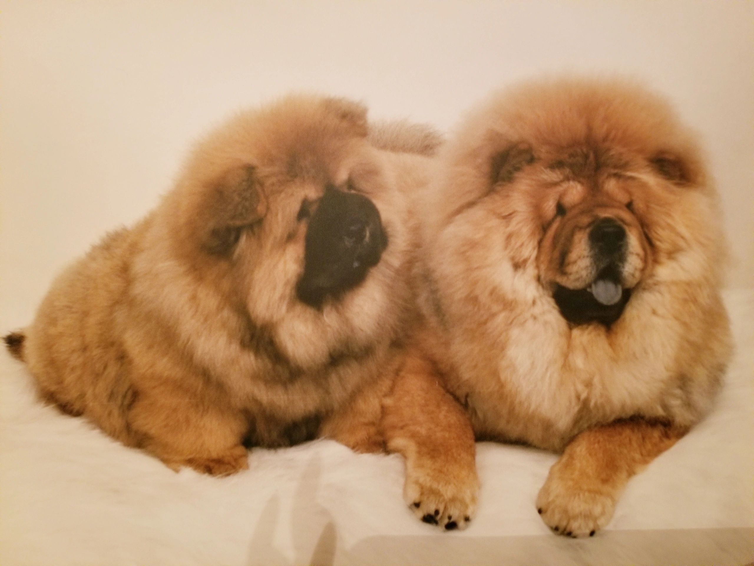 Beautiful Chow Chows