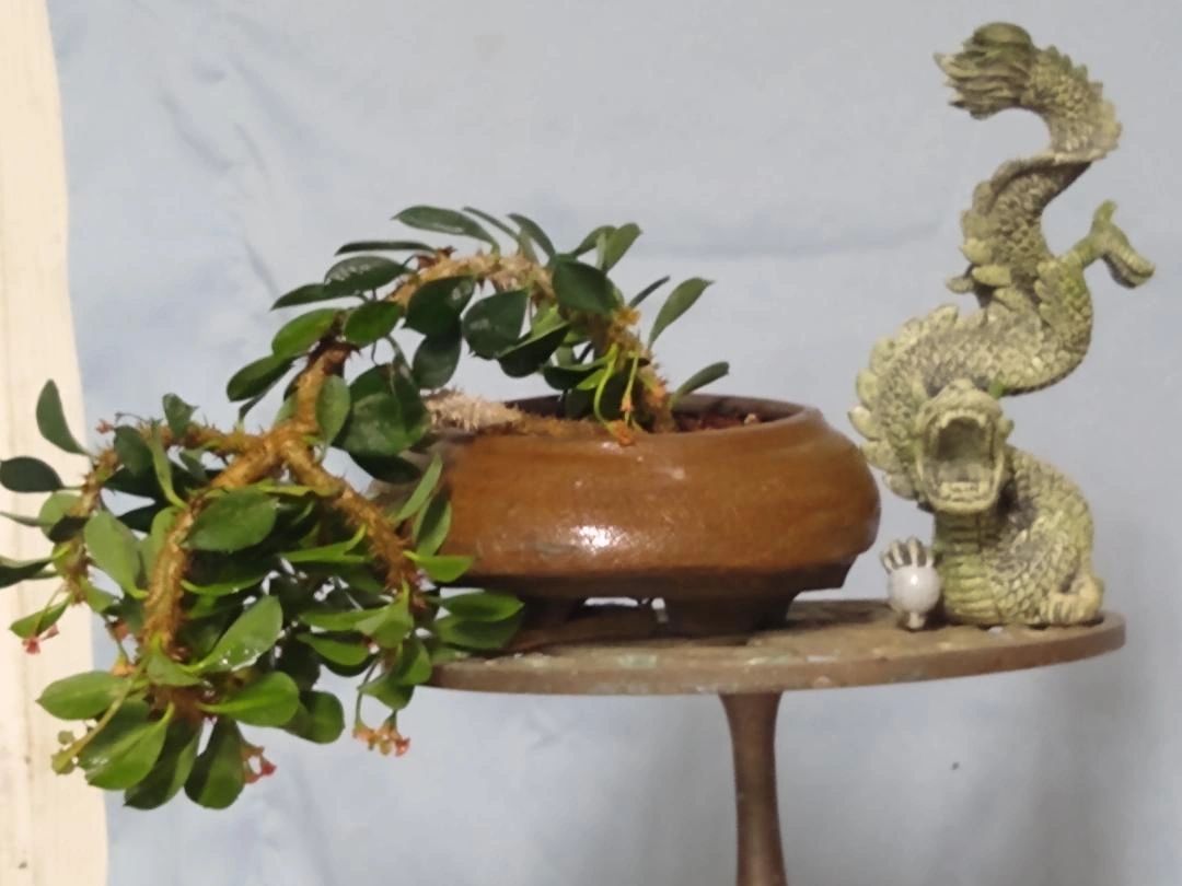 Bonsai Creations Colorado - Bonsai, Plants, Bonsai Tree