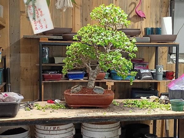 Bonsai Creations Colorado - Bonsai, Plants, Bonsai Tree
