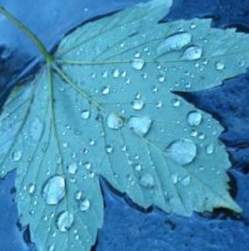 Close-up of a leaf with water droplets on its surface.