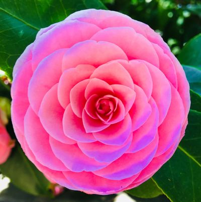 Camellia flower showing rhythm in nature and fractal geometry. 

Fascia also is fractal in design. 