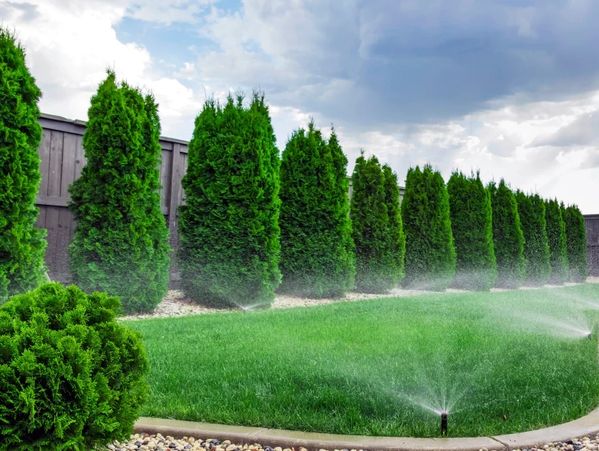 Nice lush Lawn