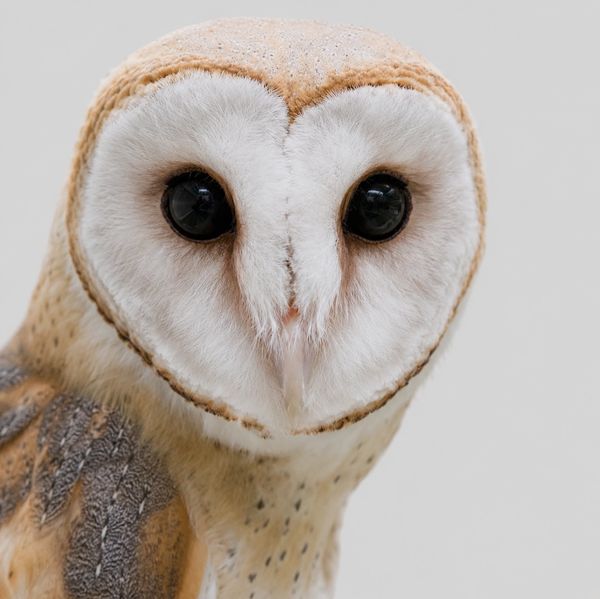 Close-up of a barn owl's face with dark eyes.