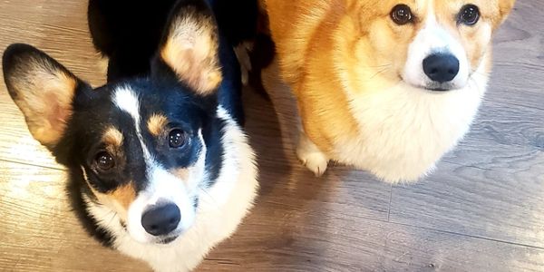 Two adorable Corgis looking up with curious eyes on a wooden floor.