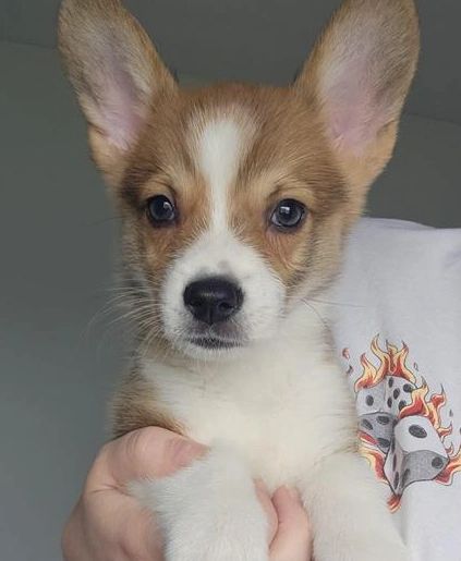 Sunny, Pembroke Welsh Corgi puppy