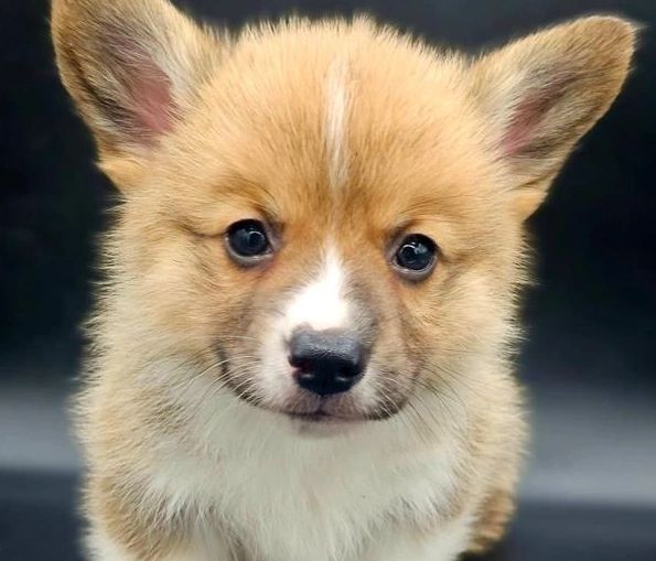 Baxter, Pembroke Welsh Corgi puppy
