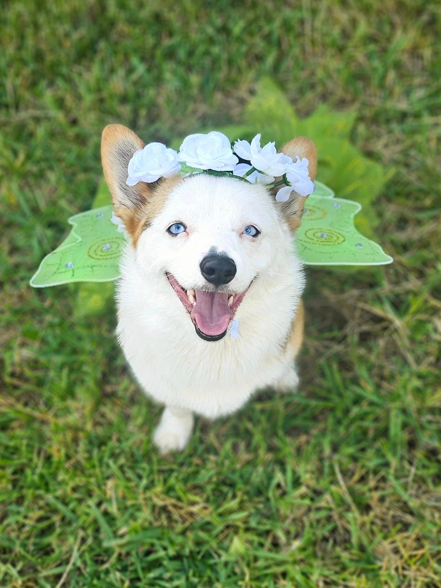 Panda, Pembroke Welsh Corgi
