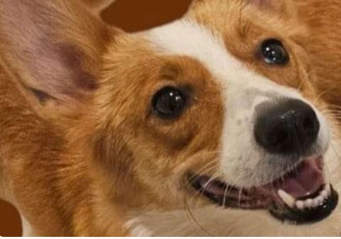 Pumpkin, Pembroke Welsh Corgi