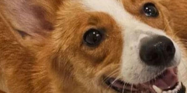 Close-up of a happy brown and white dog with bright eyes.