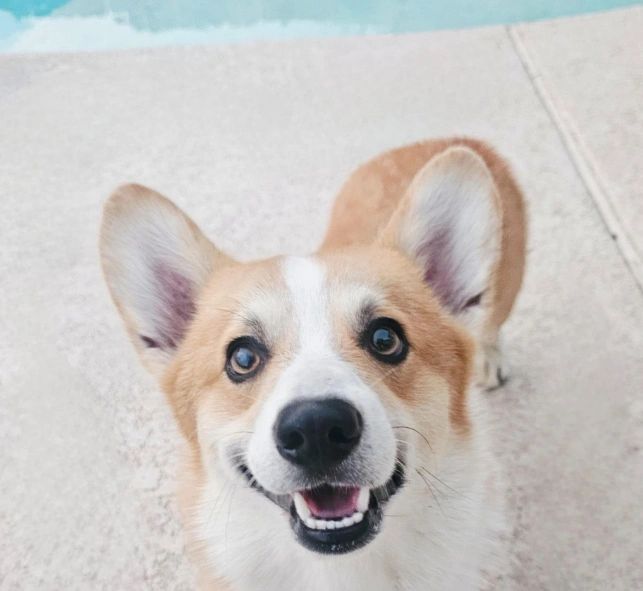 Royal, Pembroke Welsh Corgi