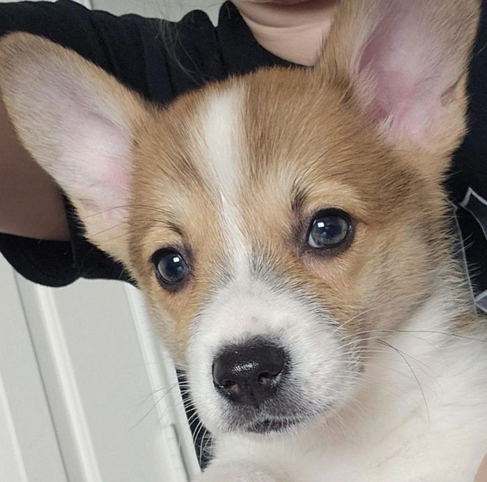 Winnie, Pembroke Welsh Corgi puppy