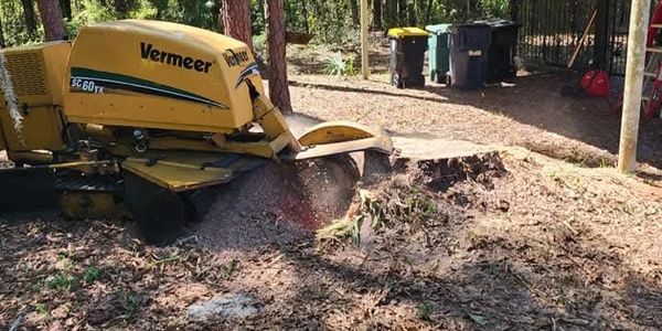Vermeer stump grinder removing a tree stump in a Sanford Florida yard.