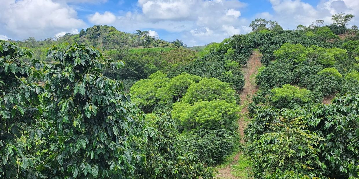 Finca Flor Blanca