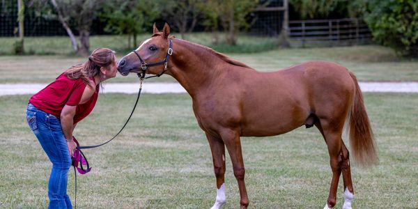 Woman kissing a brown horse on the nose in a grassy field.
