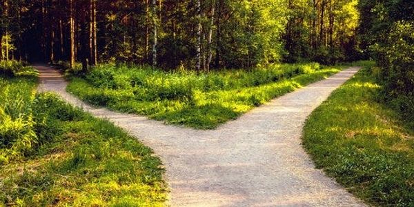 A forked path in a lush green forest on a sunny day.